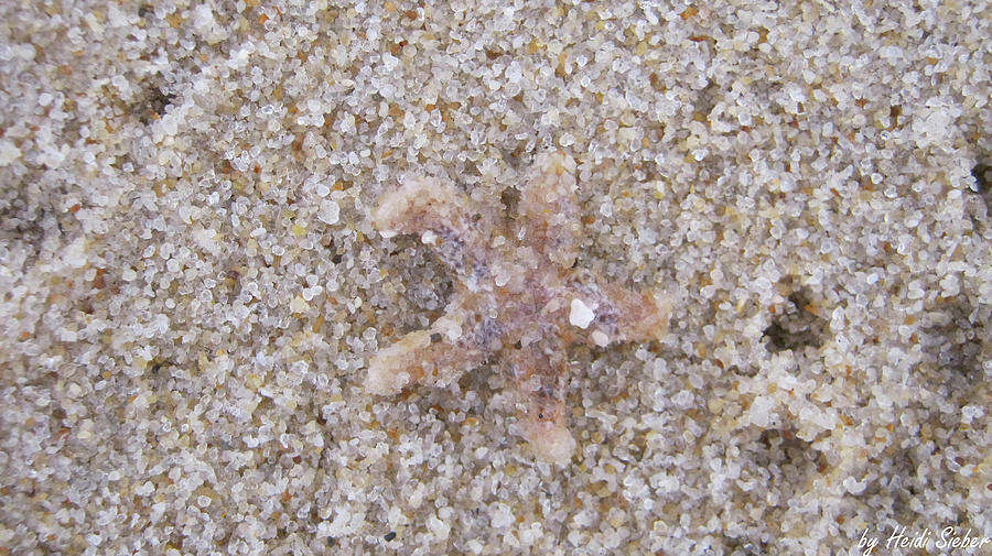 Sylt Photograph - Sand or Starfish? by Heidi Sieber