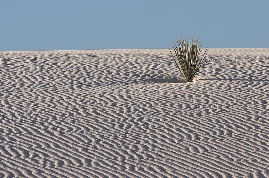 Sand Pattern and Yucca  Photograph by Harold Stinnette
