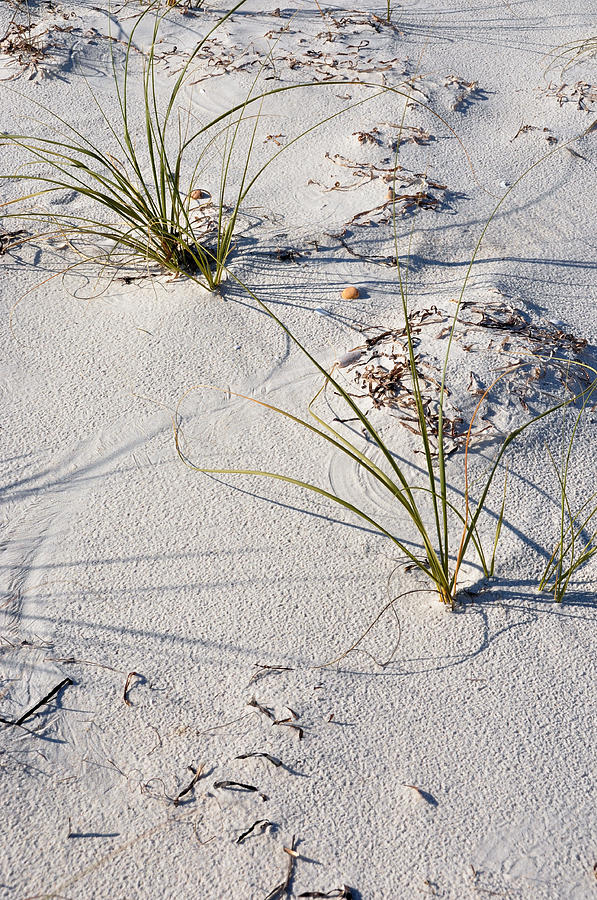 Sand Patterns Photograph by Jan Amiss Photography