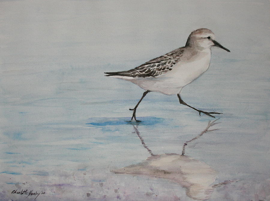 Sand Piper Painting by Charlotte Yealey