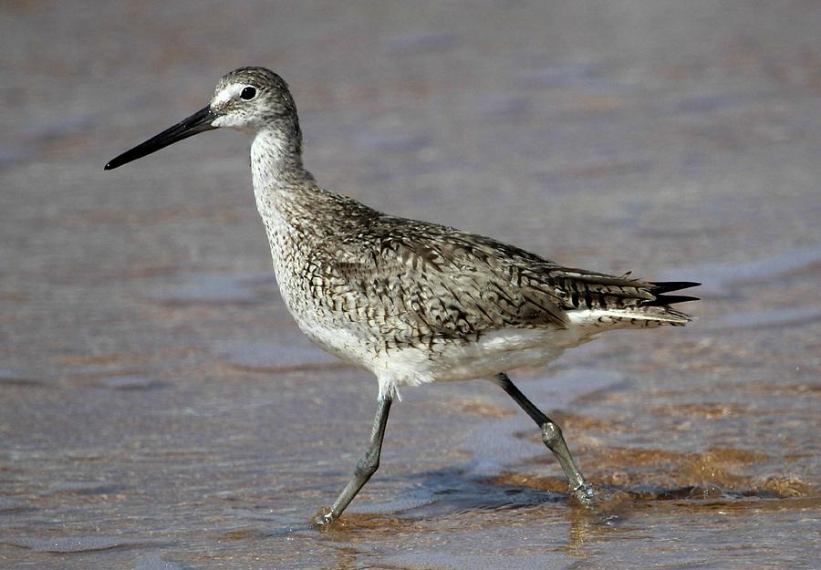 Sand Piper on the shoreline Photograph by Ron Walker