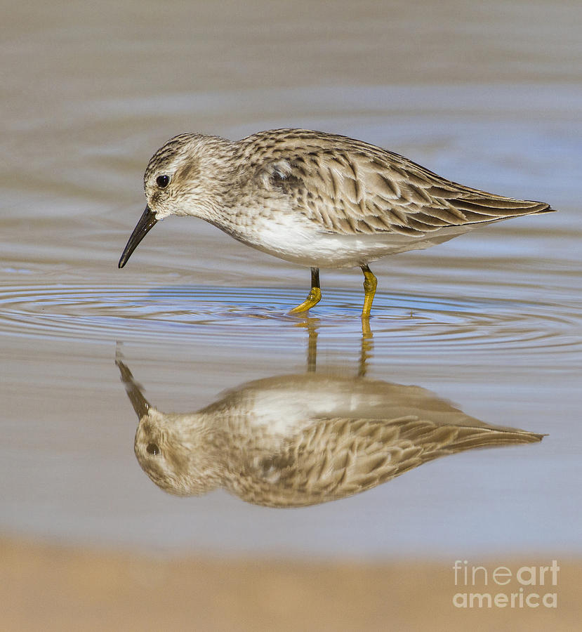 Sand piper reflecting Photograph by Ruth Jolly