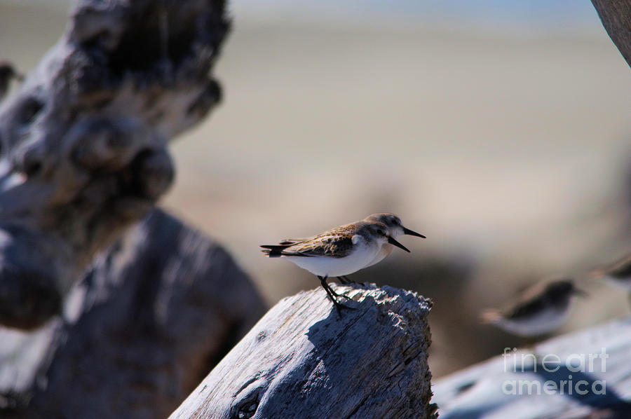 Sand Pipers  Photograph by Jeff Swan