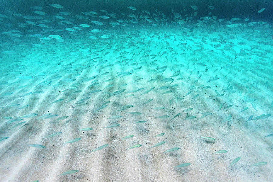 Fish Photograph - Sand Ripple Fish by Sean Davey