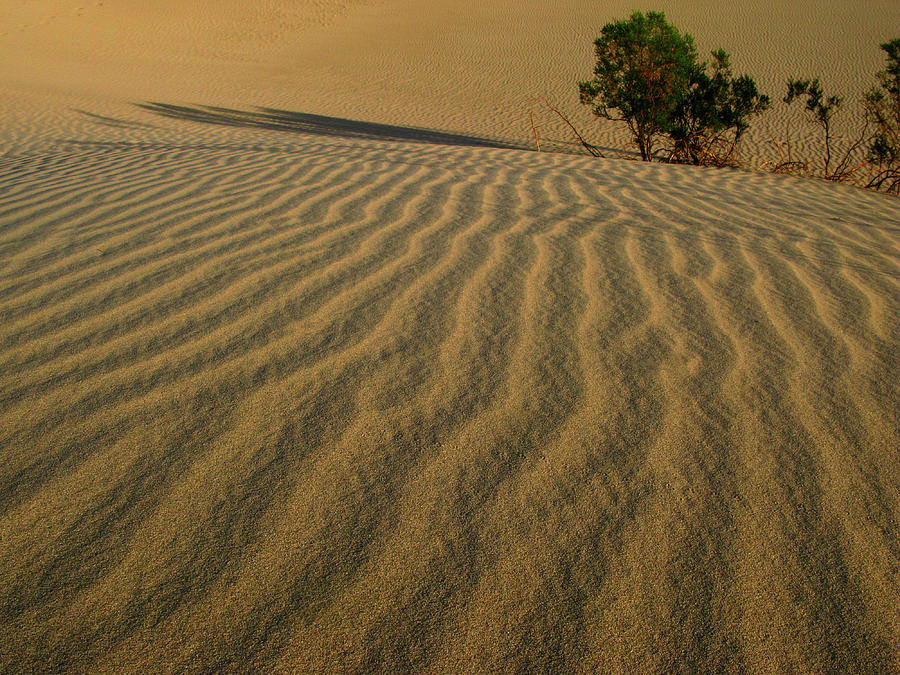 Sand Ripples Photograph by Inge Riis McDonald