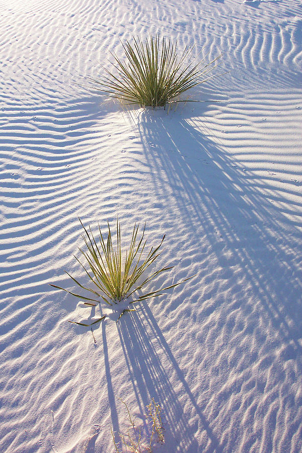 Sand Shadows Photograph by Jerry Griffin - Fine Art America
