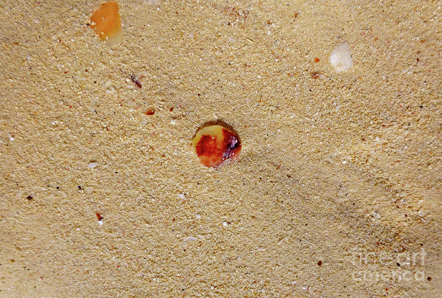Sand Shell Art Photograph by Francesca Mackenney