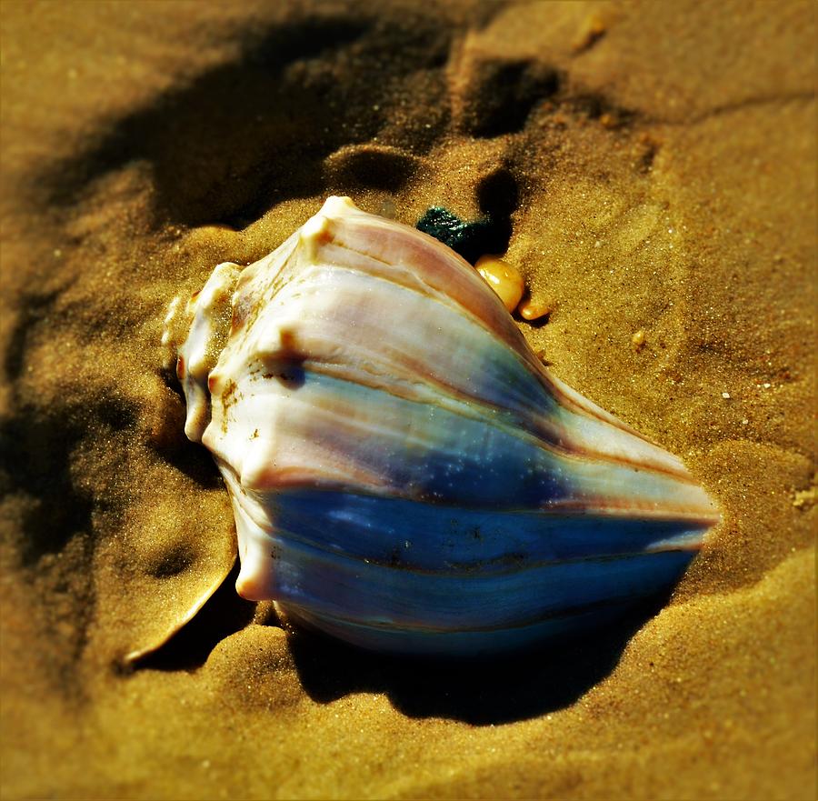 Sand Shell Photograph by Billy Beck