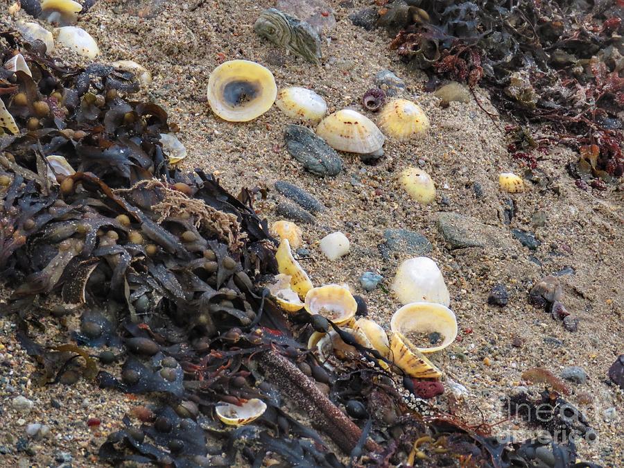 Sand shells seaweed Photograph by Rrrose Pix