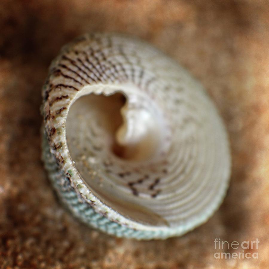 Sand Sun and Shells Photograph by Ella Kaye Dickey