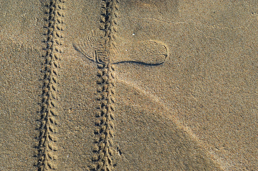 Sand Tracks  Photograph by Lyle Crump