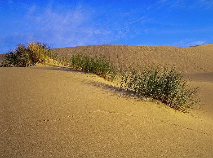 Sand Tracks Photograph by Robert Potts