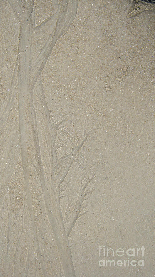 Sand tree 2 Photograph by Heidi Sieber