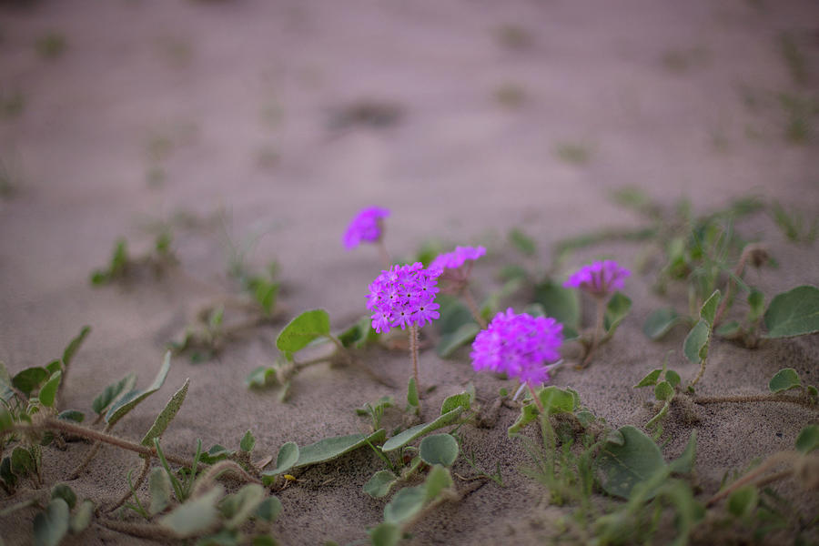 Sand verbenas in bloom Photograph by Kunal Mehra