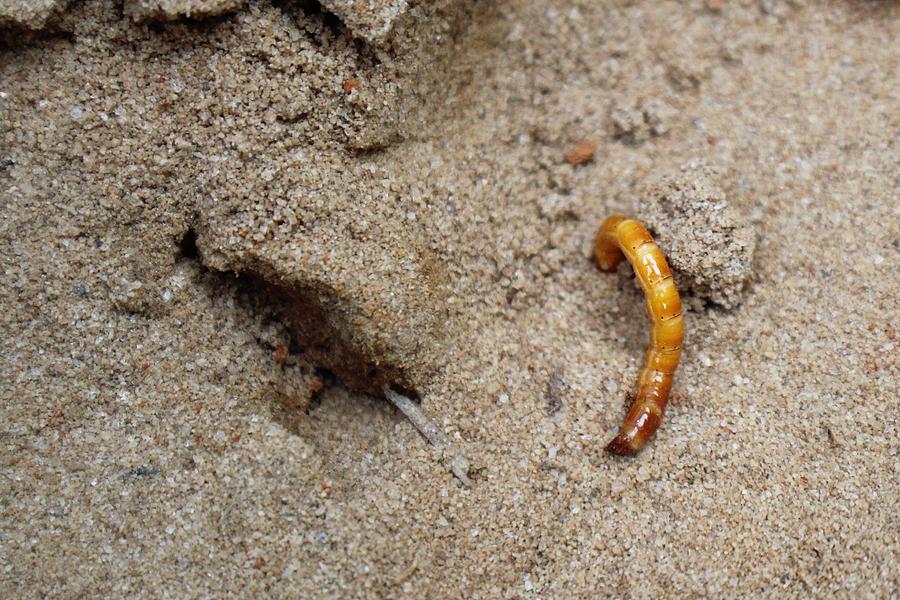 Sand Worm Photograph by Heather Ann - Fine Art America