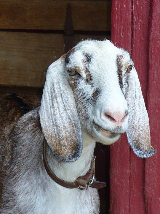 Sandburg Goat Photograph by Sarah Crumpler