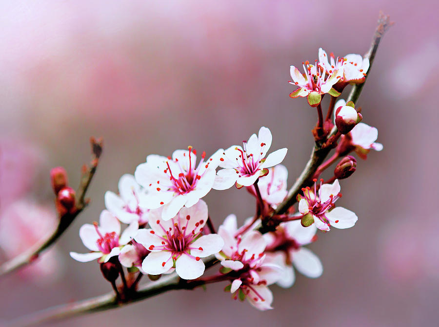 Sandcherry Blossoms Photograph by Carolyn Derstine