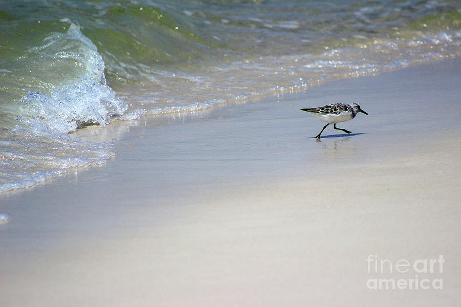 Sanderling and Wave Playing Tag Photograph by Karen Adams
