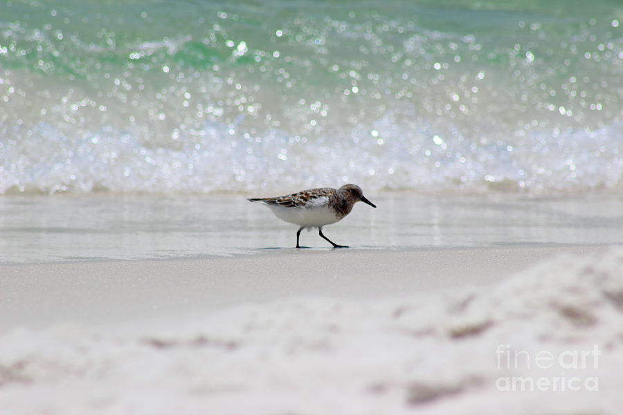 Sanderling Bird and Wave Photograph by Karen Adams