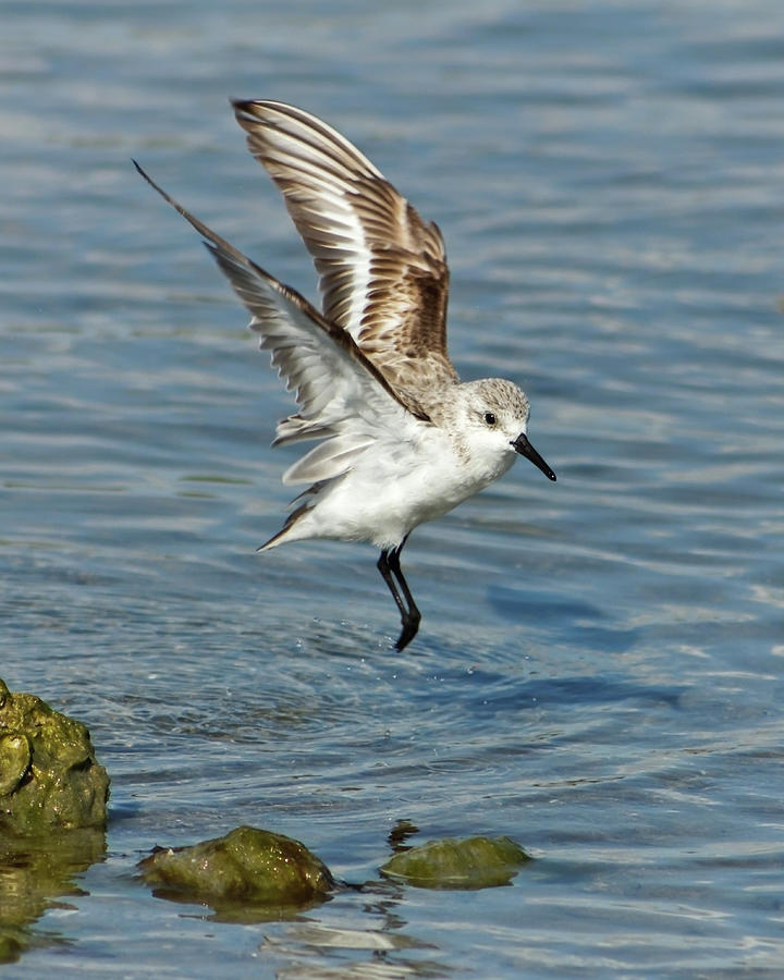 Sanderling Coming in for a Landing Photograph by Dawn Currie