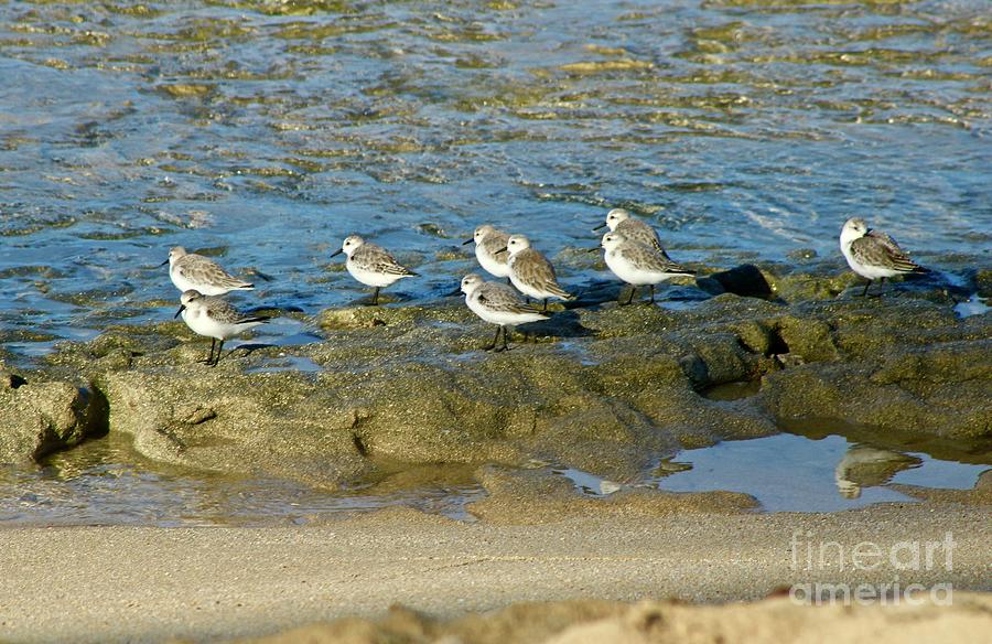 Sanderling Gather Photograph by Craig Wood