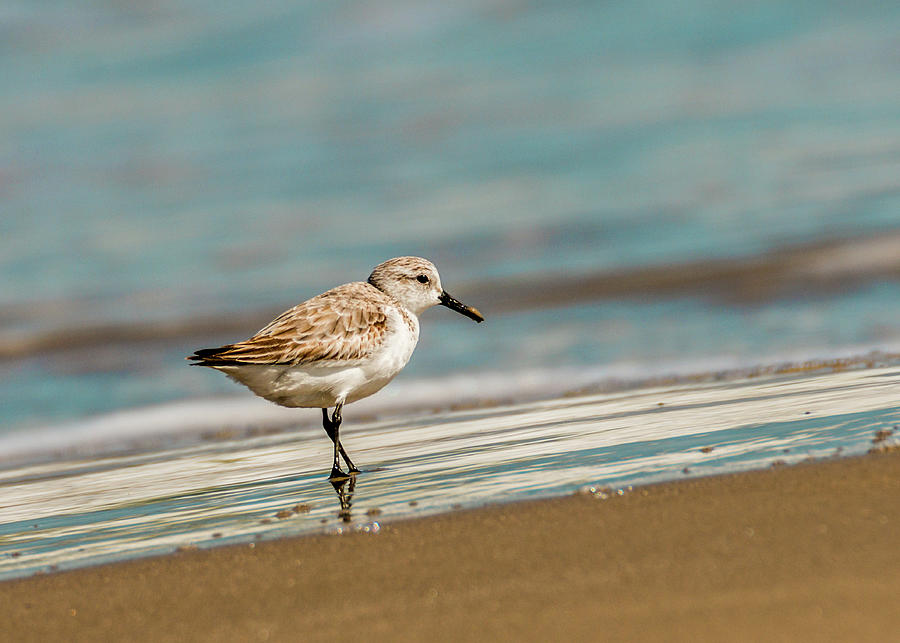 Sanderling in the Sand Photograph by Patti Deters