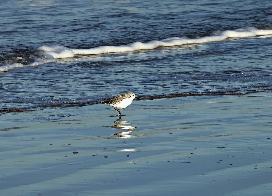 Sanderling in the Surf Photograph by Jeff Townsend