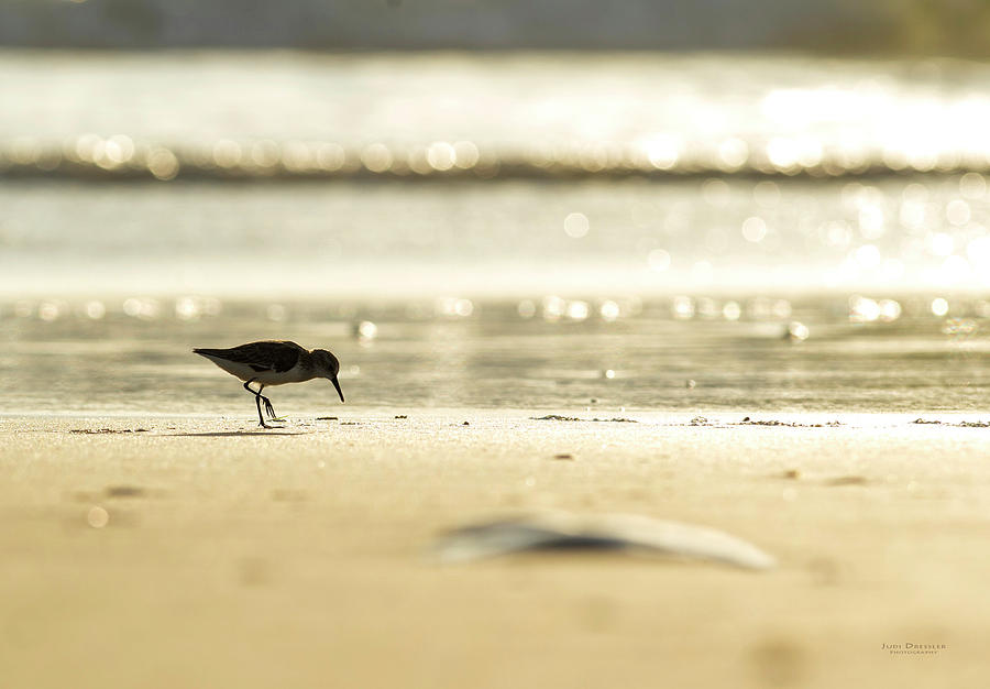 Sanderling on the beach Photograph by Judi Dressler
