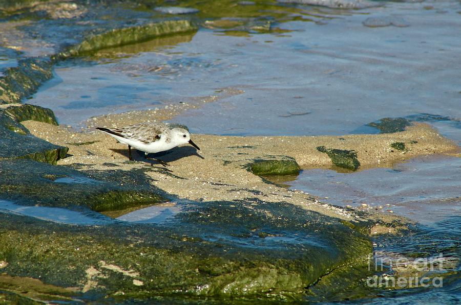 Sanderling One Photograph by Craig Wood