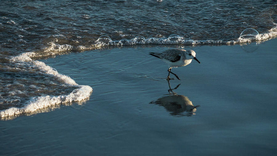 Sanderling Reflection Delray Beach Florida Photograph by Lawrence S Richardson Jr