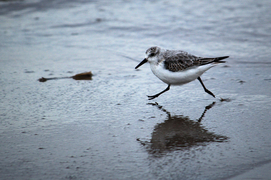 Sanderling Running On Beach Photograph by Adrian Wale