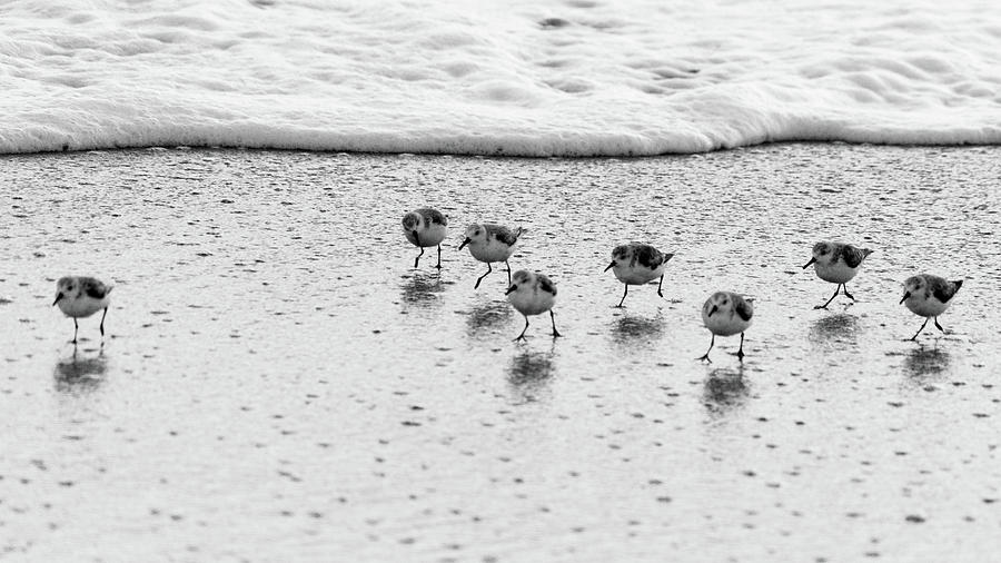 Sanderling Sprint 2 Delray Beach Florida Photograph by Lawrence S Richardson Jr