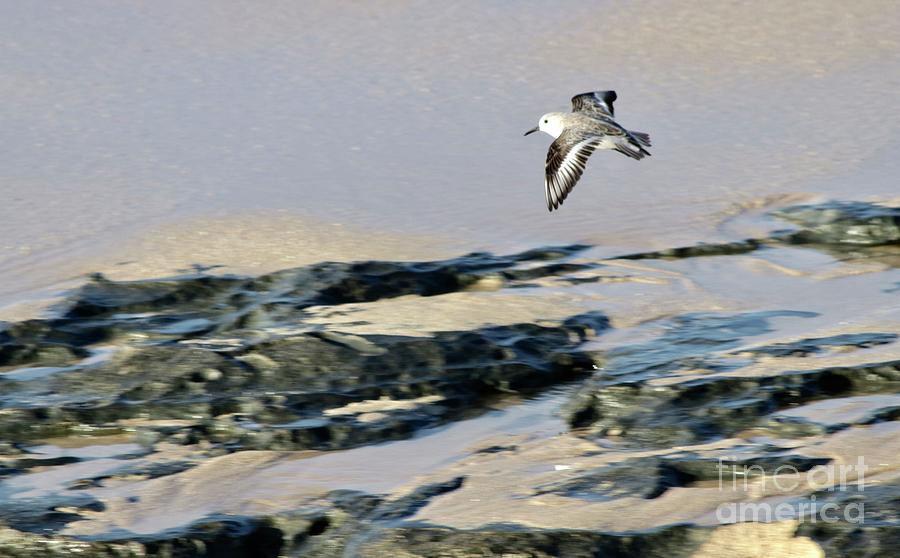 Sanderling Two Photograph by Craig Wood
