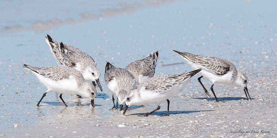 Sanderlings Photograph by Nature and Wildlife Photography