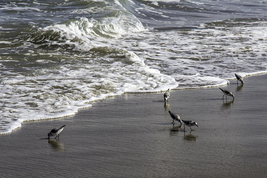 Sanderlings Photograph by Pete Federico
