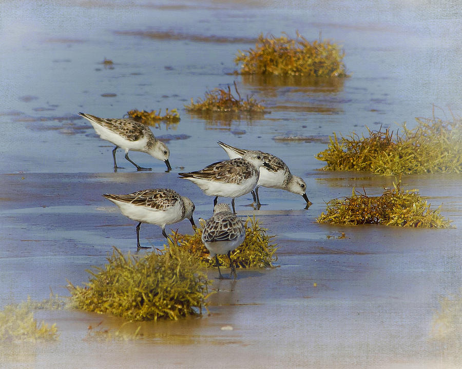 Nature Photograph - Sanderlings - Sargent - Texas by TN Fairey