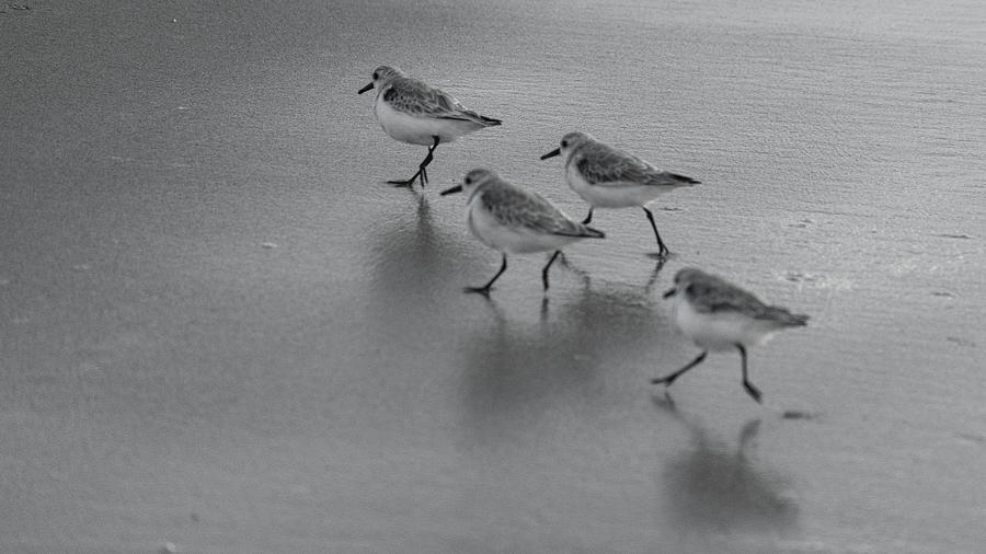 Sanderlings Sprint Delray Beach Florida Photograph by Lawrence S Richardson Jr