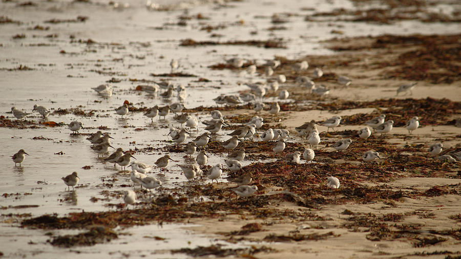 Sanderlings Take The Beach Photograph by Adrian Wale