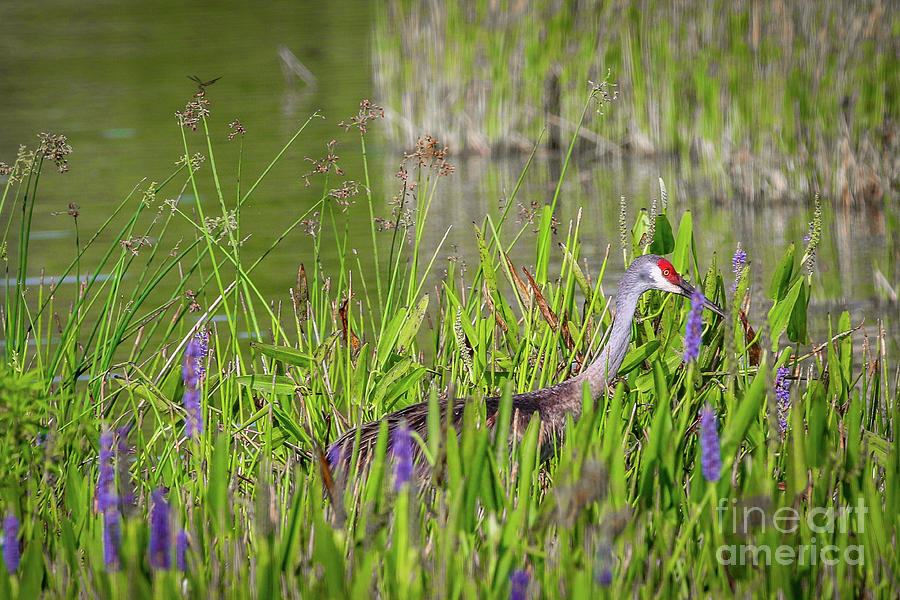 Sandhill and Pickerelweed Photograph by Tom Claud