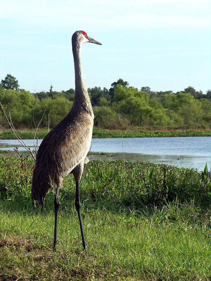 Sandhill Crane 019 Photograph by Christopher Mercer