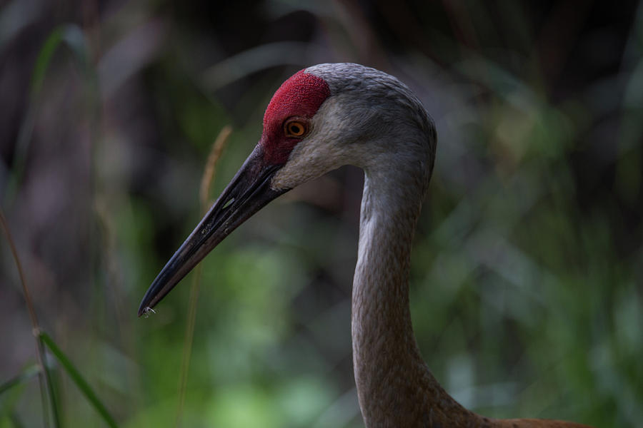 Sandhill Crane 1 Photograph by Joseph Skalny Sandhill Crane 1 Photograph by Joseph Skalny