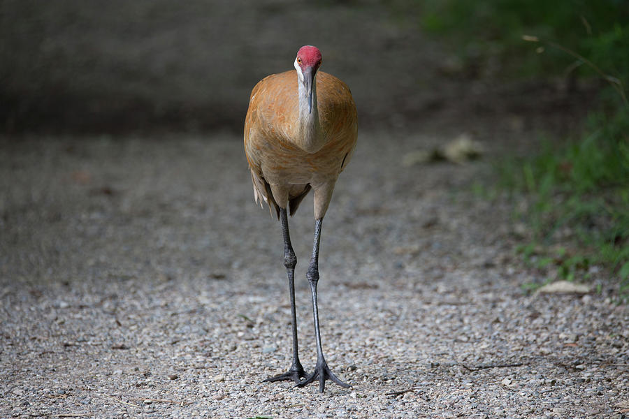 Sandhill Crane 2 Photograph by Joseph Skalny Sandhill Crane 2 Photograph by Joseph Skalny