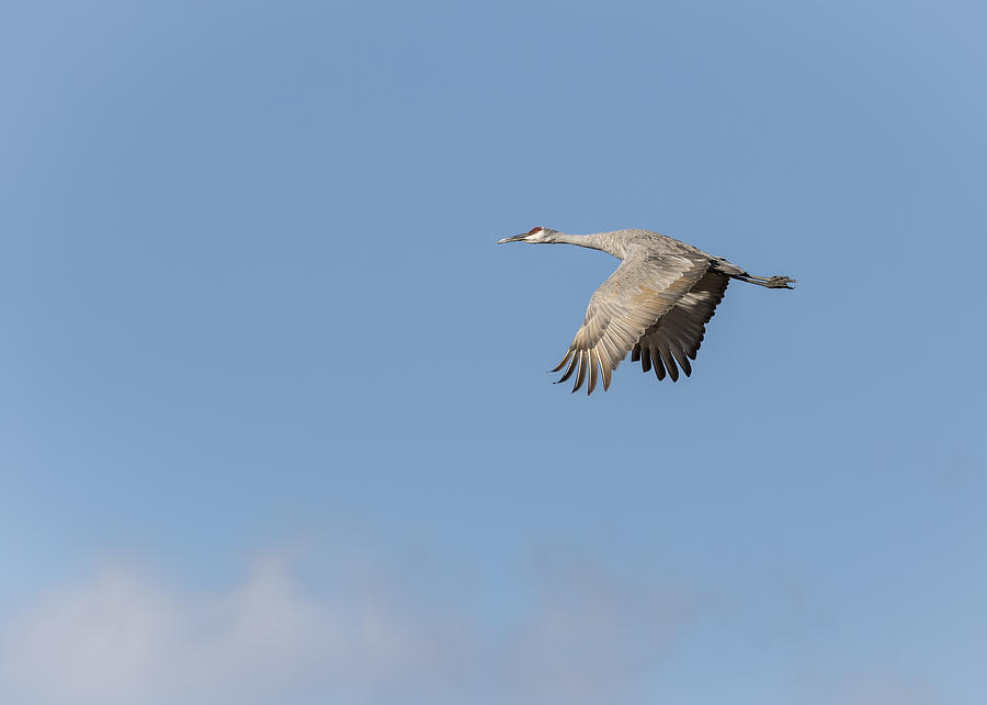 Sandhill Crane 2015-2 Photograph by Thomas Young