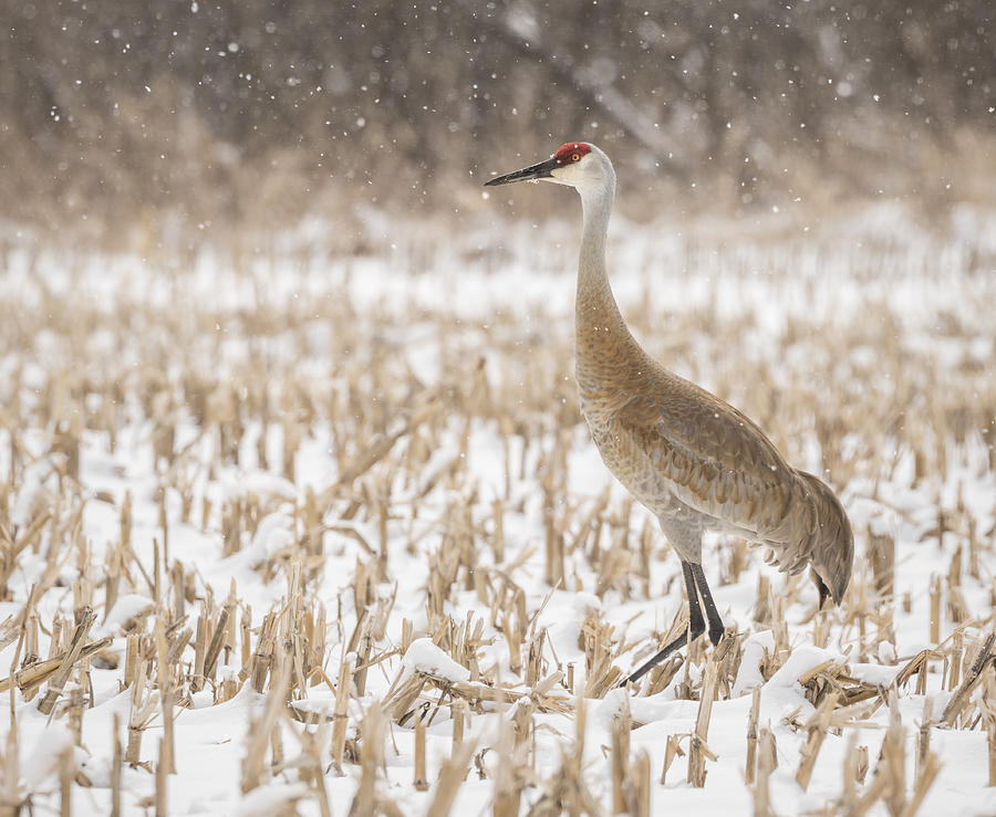 Sandhill Crane 2016-3 Photograph by Thomas Young