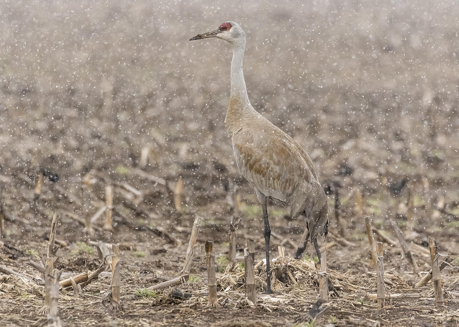 Sandhill Crane 2016-2 Photograph by Thomas Young
