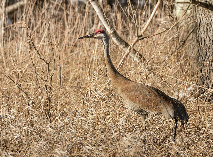 Sandhill Crane 2016-7 Photograph by Thomas Young