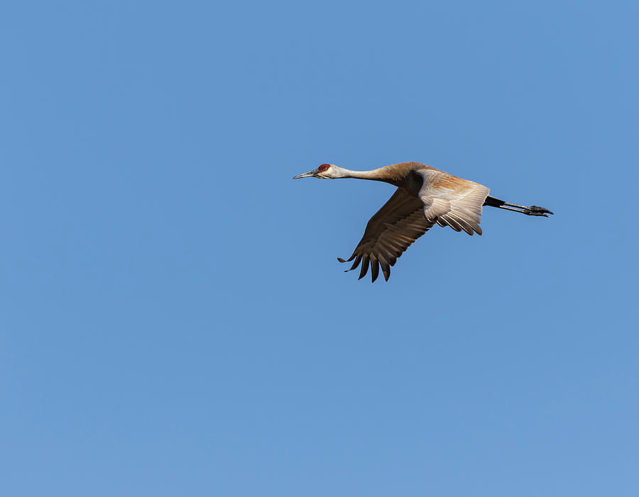 Sandhill Crane 2017-1 Photograph by Thomas Young