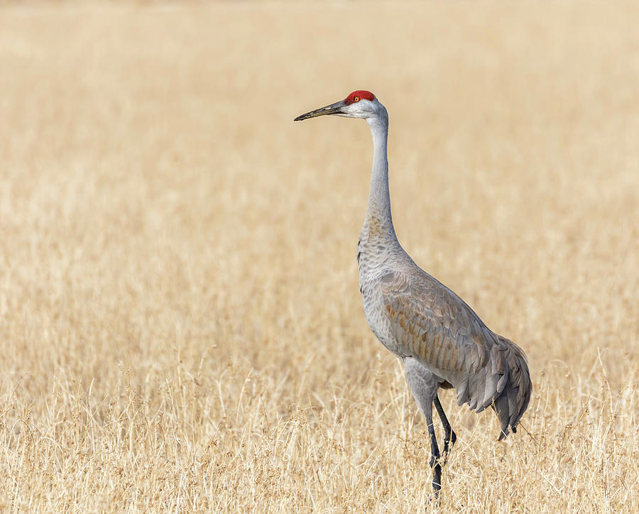 Sandhill Crane 2018-1 Photograph by Thomas Young