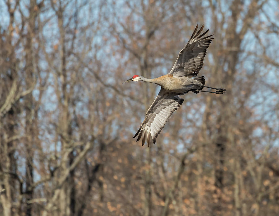 Sandhill Crane 2018-2 Photograph by Thomas Young
