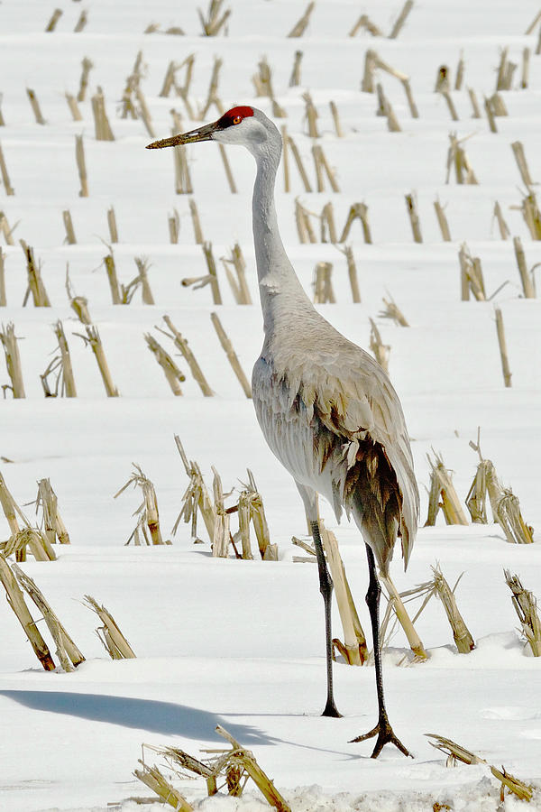 Sandhill crane 3154 Photograph by Michael Peychich